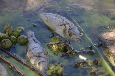 Mortandad de peces en El Nayar