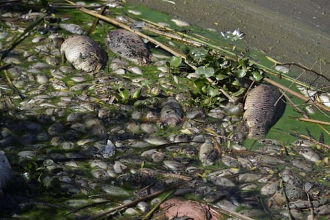 De acuerdo con el monitoreo realizado en el lugar donde se asegura que arrojaron reses muertas, el muestreo del agua fue totalmente diferente: falta ox&iacute;geno y todo provocado por la descomposici&oacute;n de las reses.