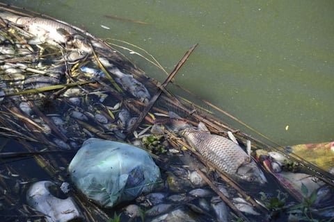 Los pobladores aseguraban que eran dos las causas probables: la falta de oxigeno en el agua o la contaminaci&oacute;n de la misma a ra&iacute;z de que un ganadero suele arrojar sus reses muertas al lugar y hace unos d&iacute;as hab&iacute;a varias en esta laguna.