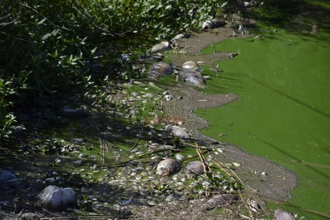 En el lugar exist&iacute;a un n&uacute;mero elevado de peces muertos flotando en el agua pero los habitantes aseguran que la ma&ntilde;ana del jueves la cantidad era mucho mayor pero despu&eacute;s de terminar su proceso de descomposici&oacute;n se hunden, raz&oacute;n por la cual la cantidad disminuy&oacute;.