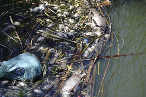 Durante toda la ma&ntilde;ana del viernes, personal de las dos dependencias mencionadas estuvo haciendo monitoreos y registros del lugar para determinar la causa de la mortandad de los peces.