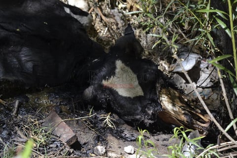 Ante esta situaci&oacute;n se solicit&oacute; la presencia de las autoridades de Aguas del Municipio de Durango (AMD) y de la Comisi&oacute;n Nacional del Agua (Conagua), sobre todo porque a esta laguna se est&aacute;n vertiendo las aguas tratadas de la laguna de oxidaci&oacute;n.