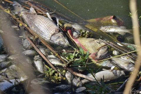 As&iacute; se ve&iacute;an las orillas en una de las lagunas de El Nayar: cientos de peces muertos de diferentes tama&ntilde;os.
