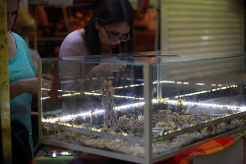 Gran popularidad tienen los alacranes con los turistas.