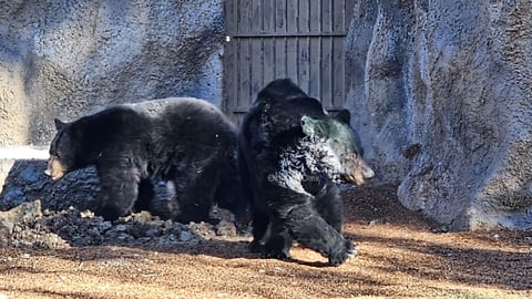 Fue habilitado un nuevo espacio para los osos que habitan el zoológico Sahuatoba; en esta nueva área se podrá albergar a otros rescatados, ya que esta especie está perdiendo su hábitat el norte del país, específicamente en Coahuila y Nuevo León.