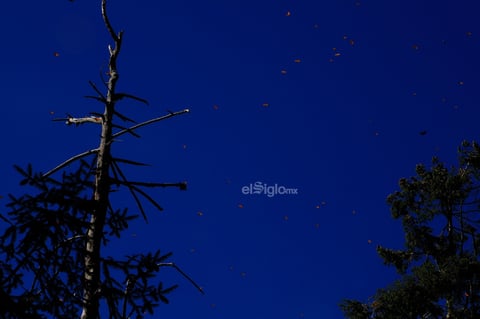 El fin de semana, la Reserva de la Biosfera Mariposa Monarca, ubicada en la sierra de Michoacán, recibió la llegada de miles de mariposas monarcas, un fenómeno que cada año anuncia el inicio de la temporada invernal en México.