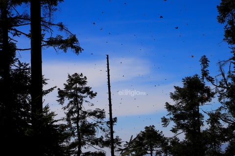 El fin de semana, la Reserva de la Biosfera Mariposa Monarca, ubicada en la sierra de Michoacán, recibió la llegada de miles de mariposas monarcas, un fenómeno que cada año anuncia el inicio de la temporada invernal en México.
