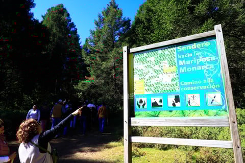 El fin de semana, la Reserva de la Biosfera Mariposa Monarca, ubicada en la sierra de Michoacán, recibió la llegada de miles de mariposas monarcas, un fenómeno que cada año anuncia el inicio de la temporada invernal en México.
