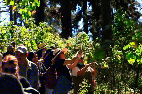 El fin de semana, la Reserva de la Biosfera Mariposa Monarca, ubicada en la sierra de Michoacán, recibió la llegada de miles de mariposas monarcas, un fenómeno que cada año anuncia el inicio de la temporada invernal en México.