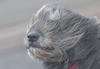 Fuertes vientos soplan en una piel de los perros en Dagebuell, Alemania.