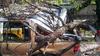 El peso del árbol cayó sobre una camioneta Ford Explorer sin matrícula nacional, que resultó dañada.