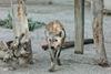 Se informó sobre la llegada de hienas al lugar, como parte de un intercambio.