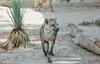 Se informó sobre la llegada de hienas al lugar, como parte de un intercambio.