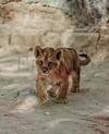 La mañana de este miércoles, en las instalaciones del Zoológico Sahuatoba de Durango, se llevó a cabo la presentación de dos leoncitos que nacieron recientemente.