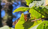 El fin de semana, la Reserva de la Biosfera Mariposa Monarca, ubicada en la sierra de Michoacán, recibió la llegada de miles de mariposas monarcas, un fenómeno que cada año anuncia el inicio de la temporada invernal en México.