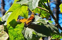 El fin de semana, la Reserva de la Biosfera Mariposa Monarca, ubicada en la sierra de Michoacán, recibió la llegada de miles de mariposas monarcas, un fenómeno que cada año anuncia el inicio de la temporada invernal en México.