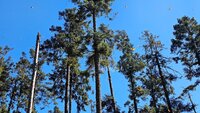 El fin de semana, la Reserva de la Biosfera Mariposa Monarca, ubicada en la sierra de Michoacán, recibió la llegada de miles de mariposas monarcas, un fenómeno que cada año anuncia el inicio de la temporada invernal en México.