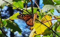 El fin de semana, la Reserva de la Biosfera Mariposa Monarca, ubicada en la sierra de Michoacán, recibió la llegada de miles de mariposas monarcas, un fenómeno que cada año anuncia el inicio de la temporada invernal en México.