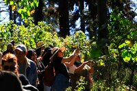 El fin de semana, la Reserva de la Biosfera Mariposa Monarca, ubicada en la sierra de Michoacán, recibió la llegada de miles de mariposas monarcas, un fenómeno que cada año anuncia el inicio de la temporada invernal en México.