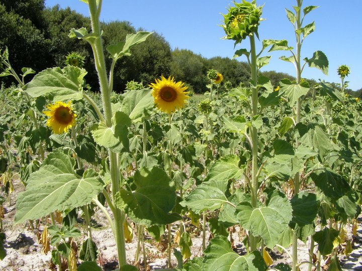 En riesgo, mil hectáreas de girasol