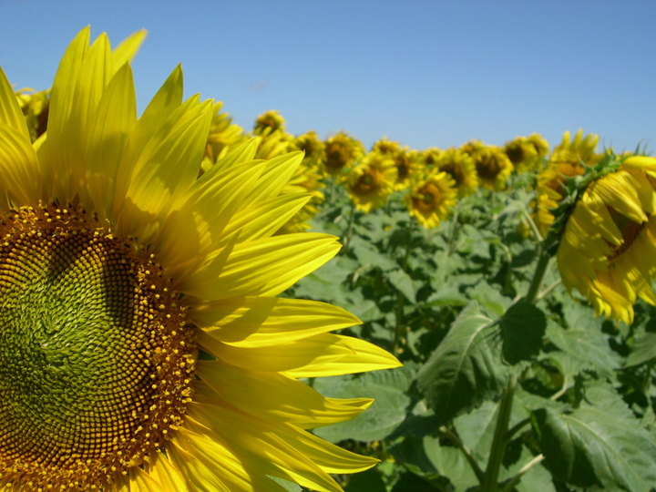 Sí habrá siembra de semilla de girasol