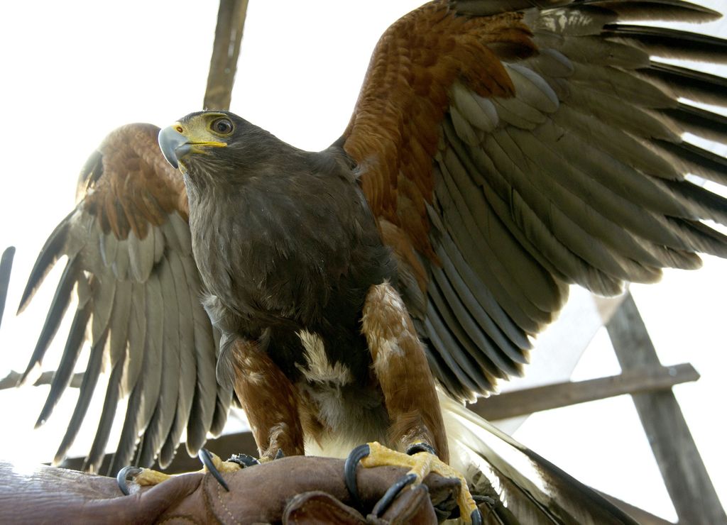 Águila real, símbolo mexicano en riesgo de desaparecer