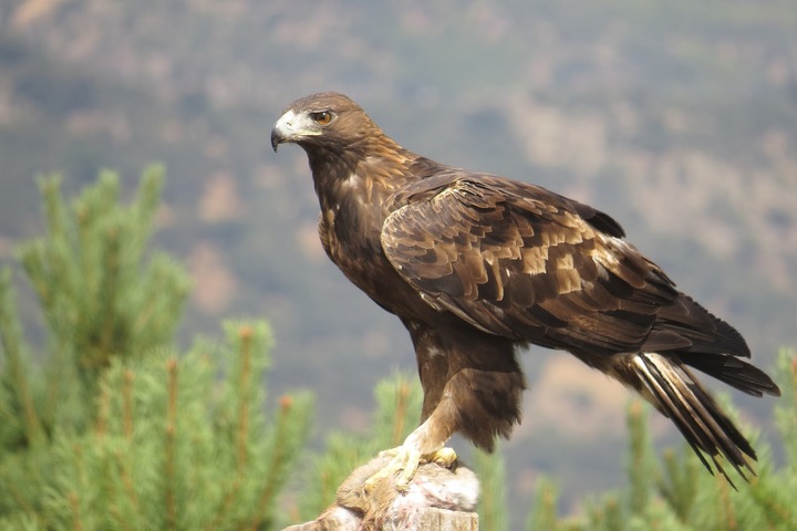 Extraen Águila Real de nidos en Durango