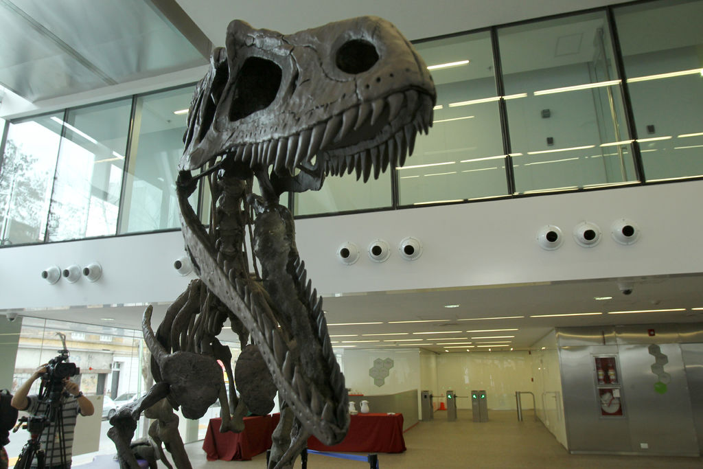 Dinosaurio argentino tiene los mismos brazos cortos del T. rex