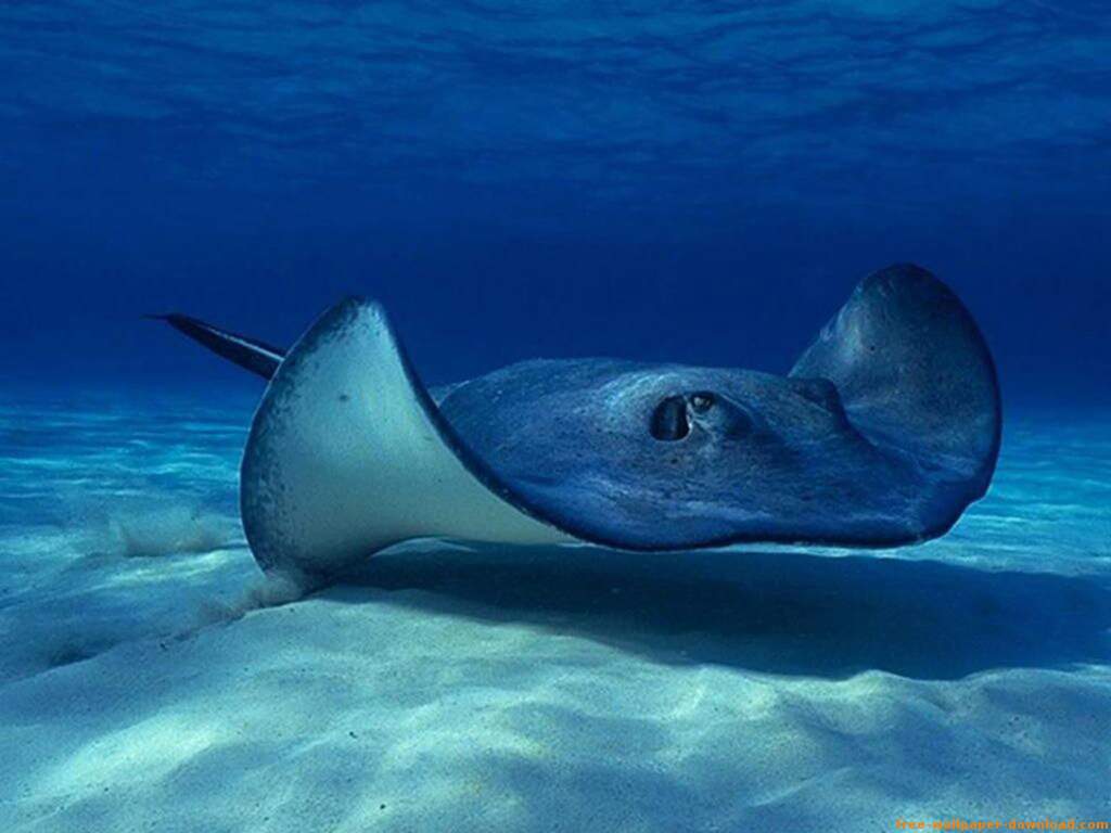 Mantarraya asesina a empleado en acuario