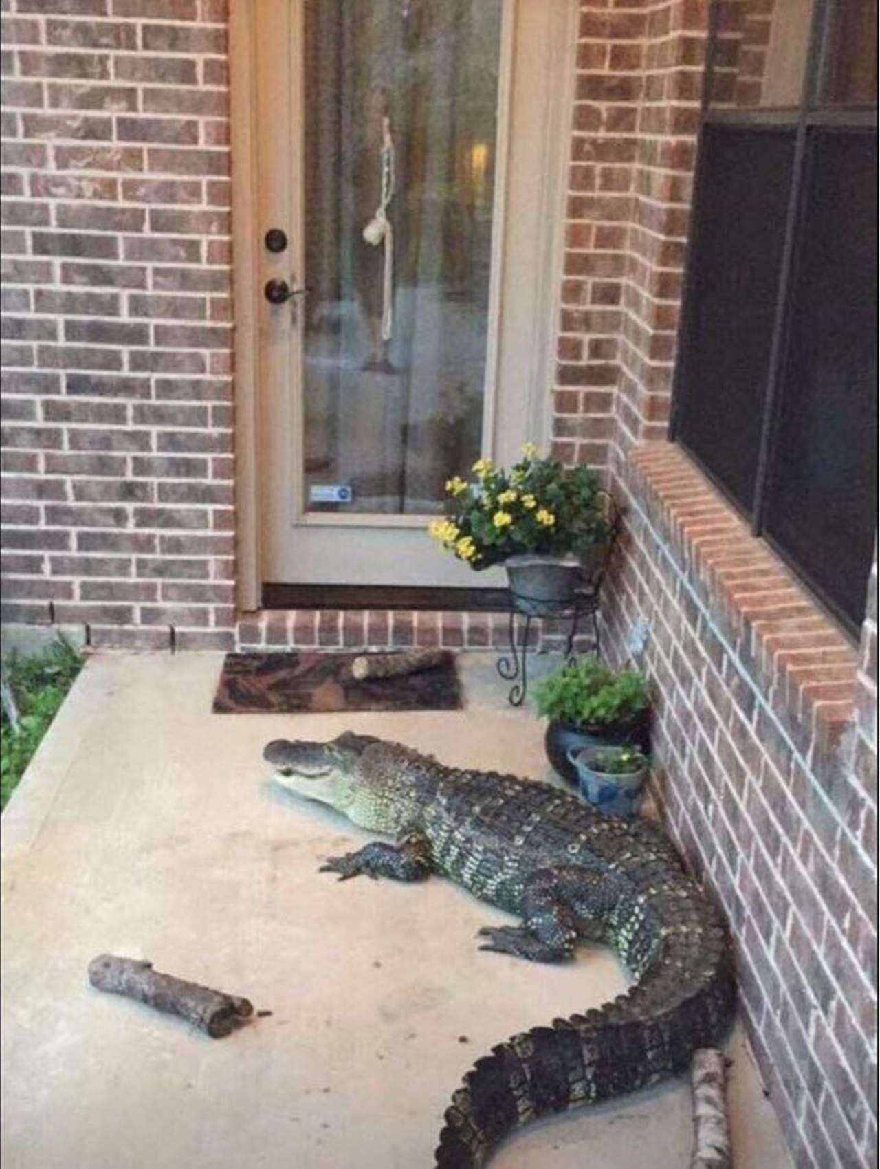 Hombre halla un cocodrilo en su comedor en Texas, por Harvey