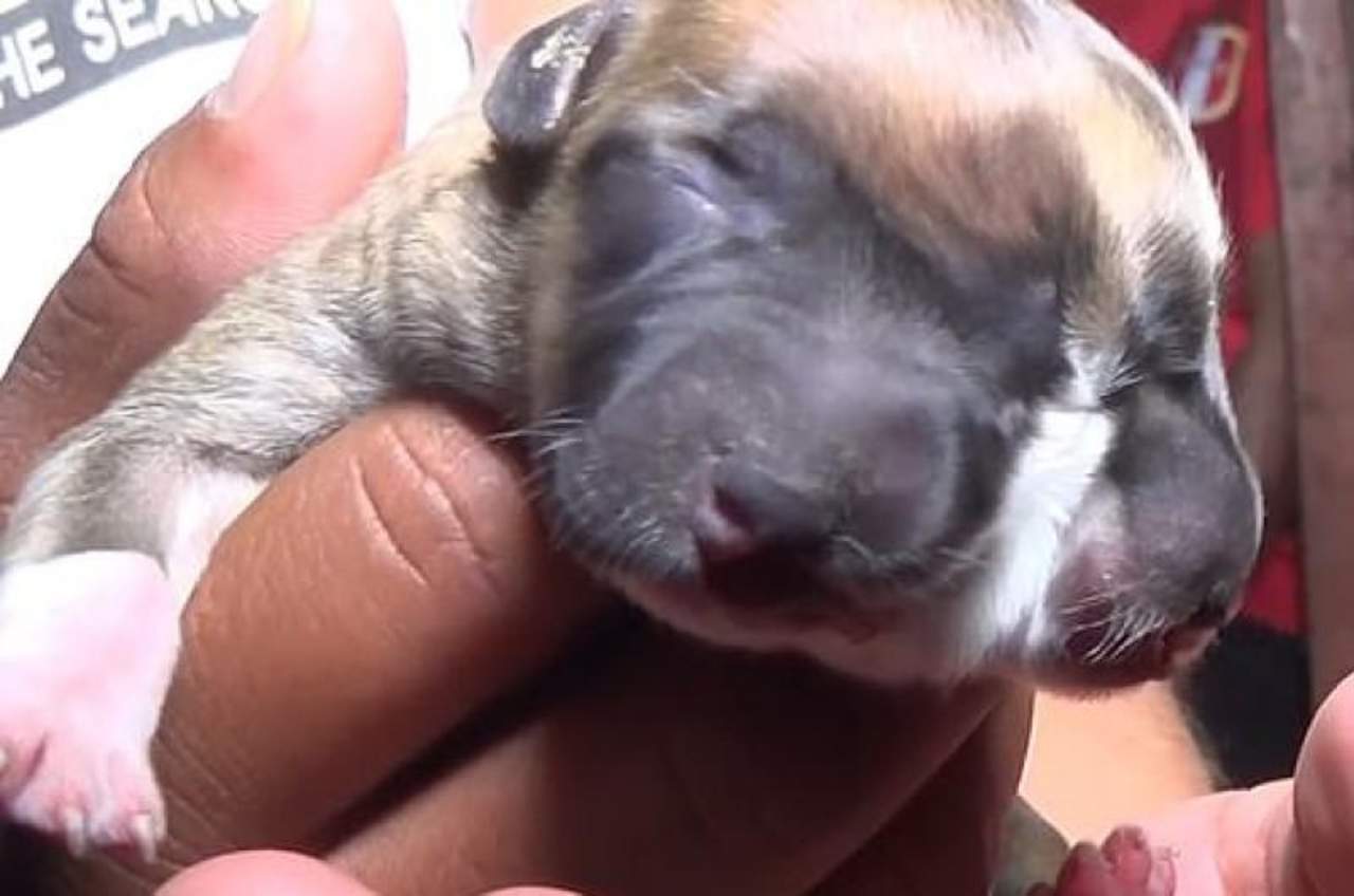 cemento Mula Extracto VIRAL: Nacimiento de perro con dos cabezas provoca conmoción