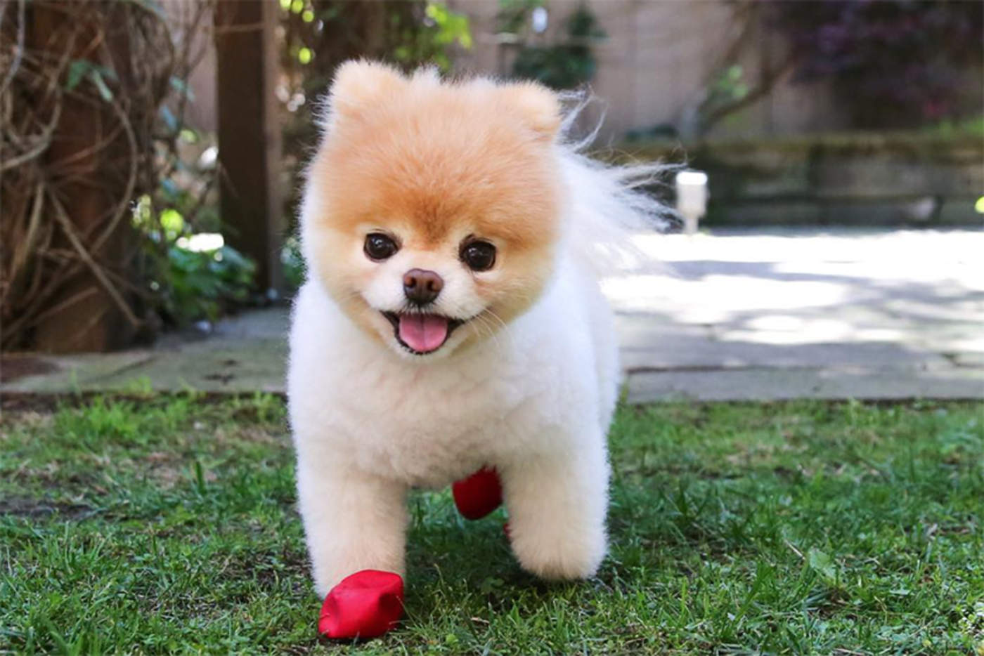 Resplandor nitrógeno reunirse Falleció Boo, 'el perro más lindo del mundo'