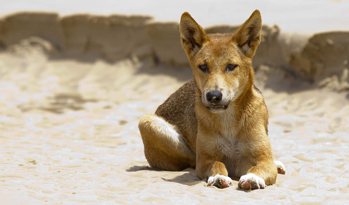El Dingo Es Una Especie nica De Australia Seg n Un Estudio