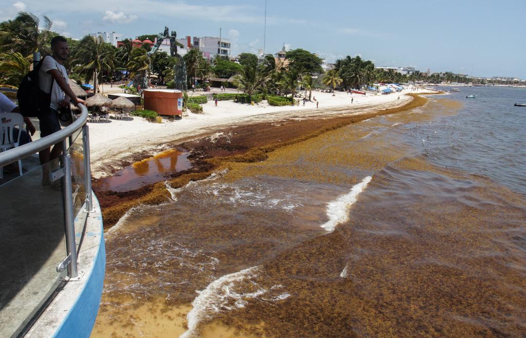 Llega el sargazo a playas de la Riviera Maya