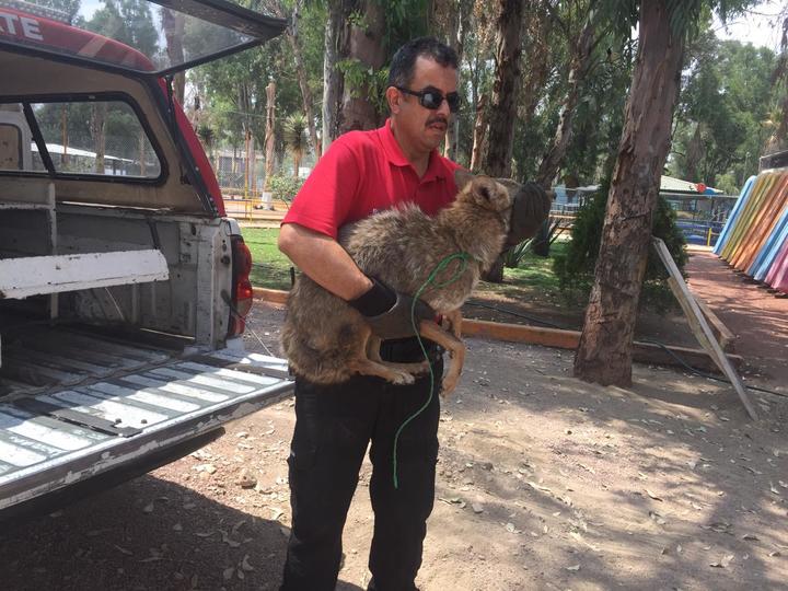 Capturan Coyote Que Recorría La Ciudad De Durango 4819