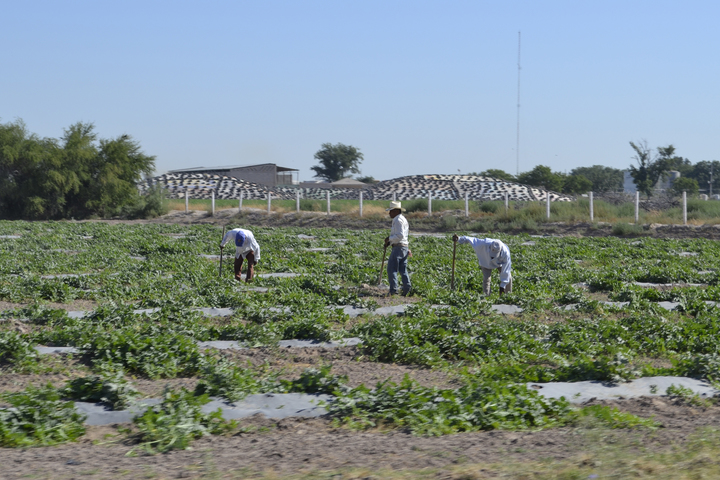 Falta de apoyo federal impacta a campesinos