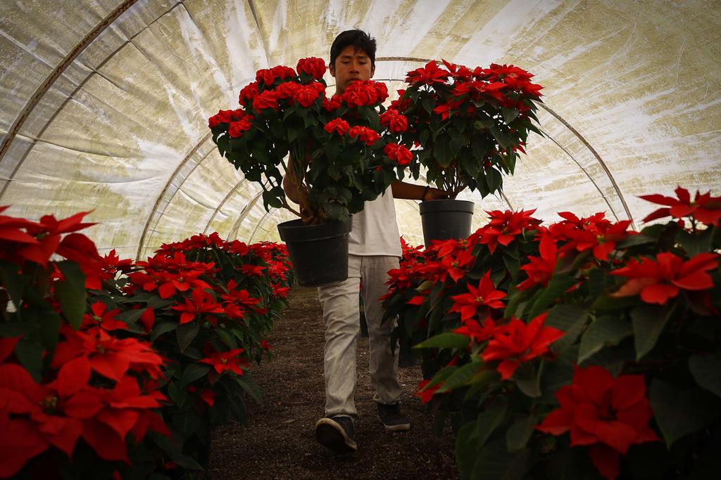 Pese a pandemia, productores mantienen precios de nochebuenas en Puebla