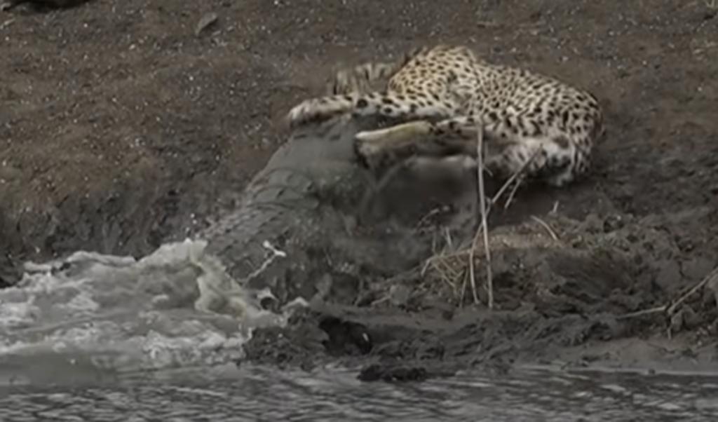 Cocodrilo muerde y arrastra a guepardo que estaba tomaba agua