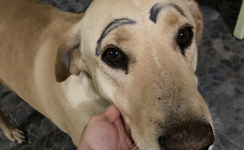 VIRAL: Perro de su casa y regresa con las cejas pintadas