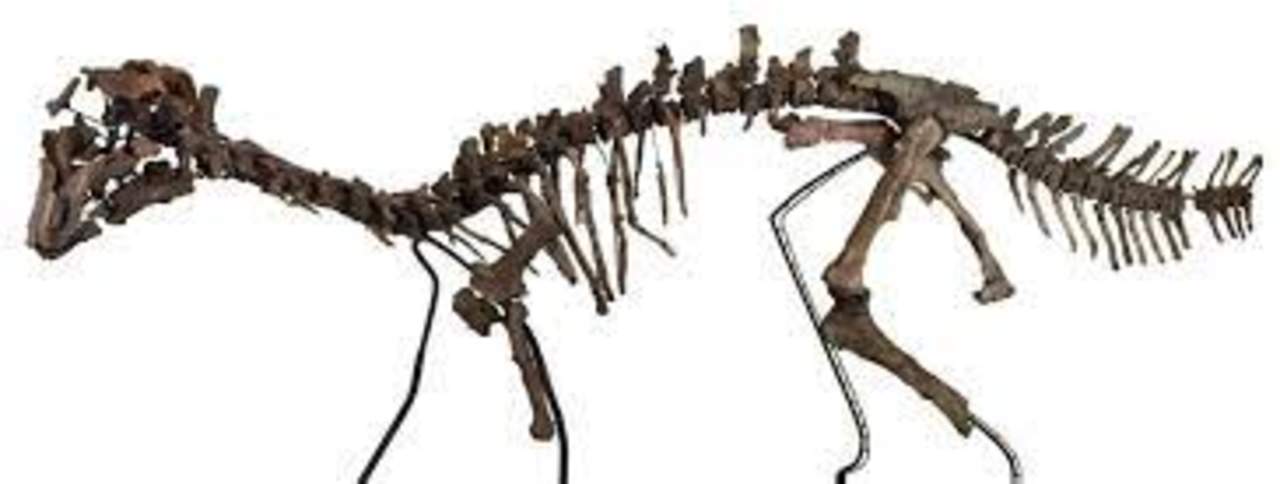Estudio revela que dinosaurio ornitópodo pudo ser tan listo como uno  carnívoro