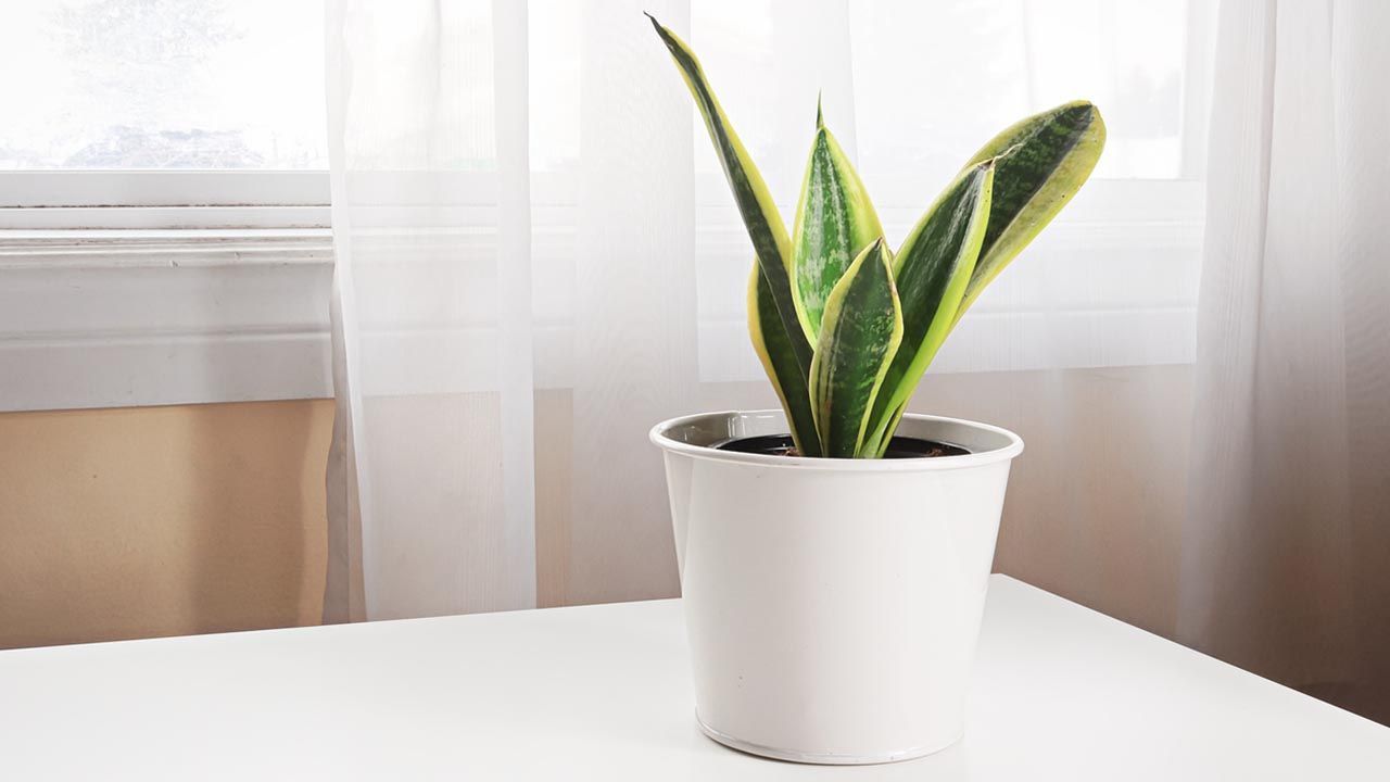 Cómo cuidar una sansevieria