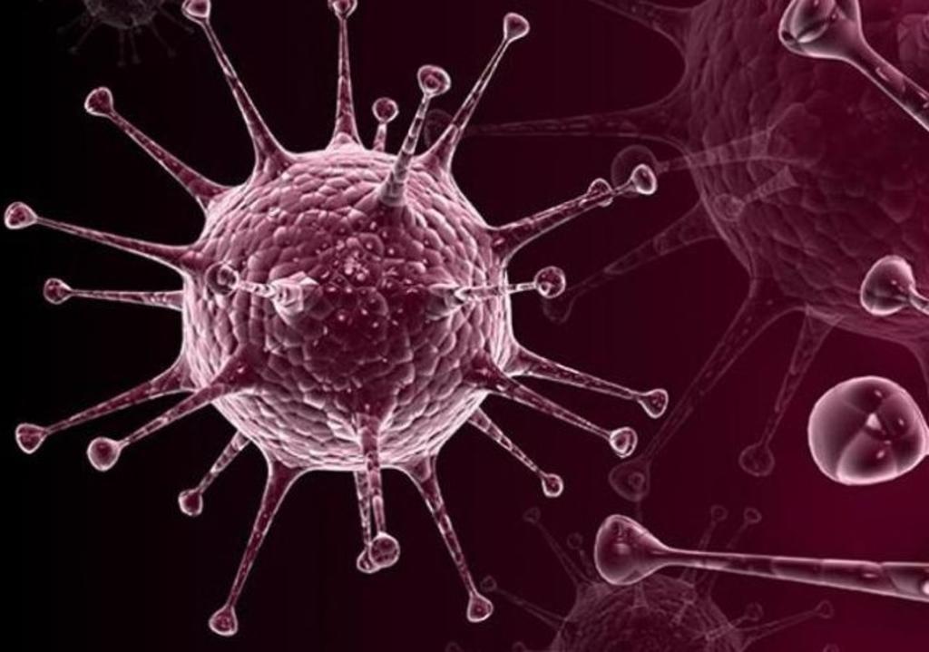 Los virus humanos de herpes simplex mutan 'in vitro' más rápido de lo que se pensaba, según un estudio español, el cual indica que el virus que causa el herpes genital, es capaz de evolucionar más rápido que su homólogo labial en cultivo celular.