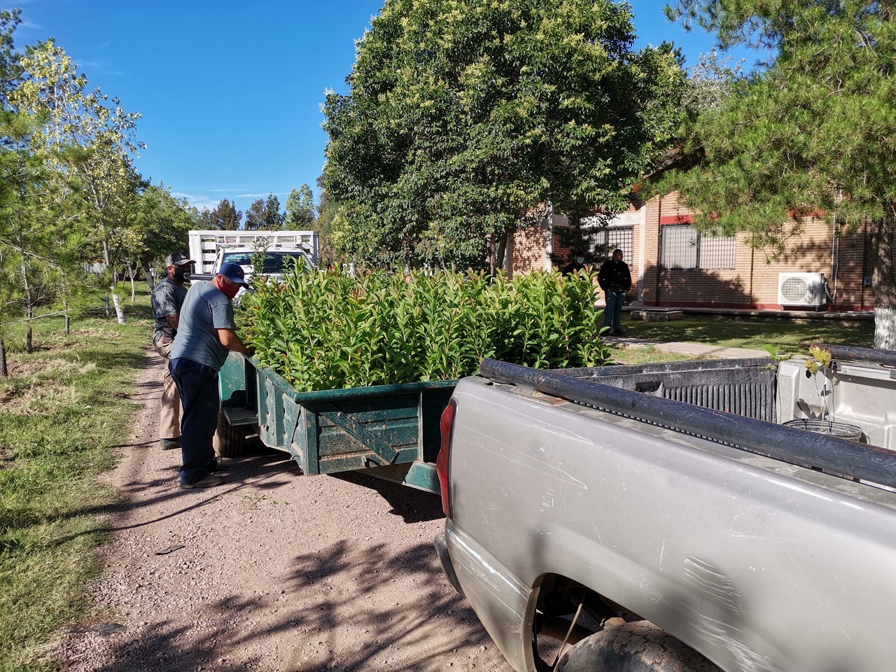 Van más de 500 mil árboles entregados en municipios de Durango