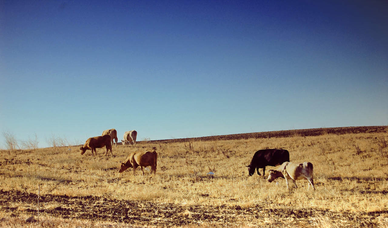 Se reduce exportación de ganado en pie