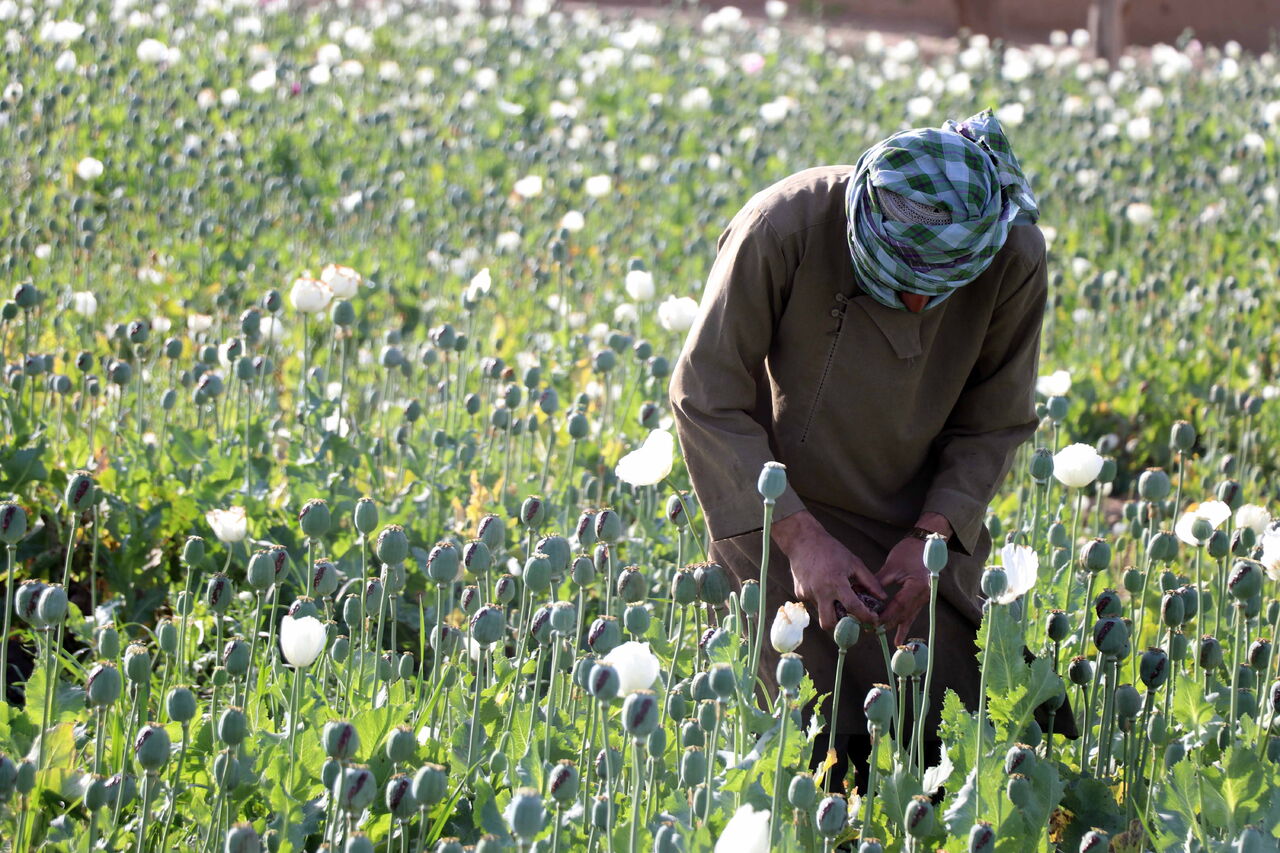 Durante cosecha, Talibanes prohíben producción de amapola en Afganistán