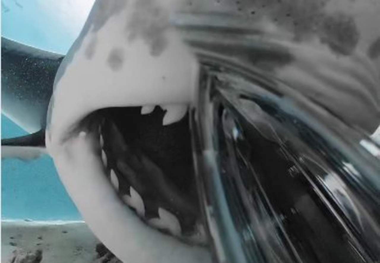Tiburón se come cámara y filma su interior