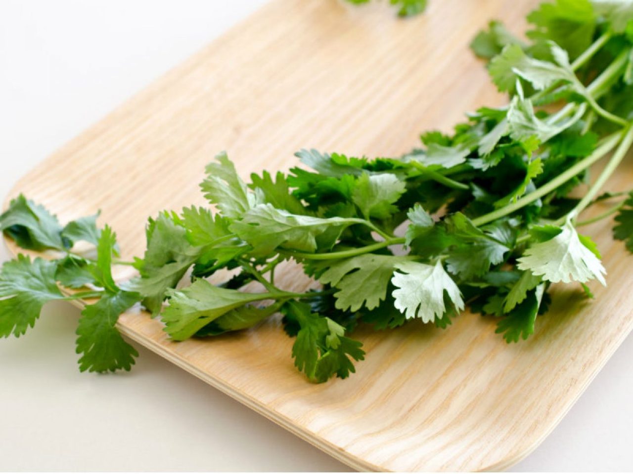 Cilantro Ingrediente Estrella