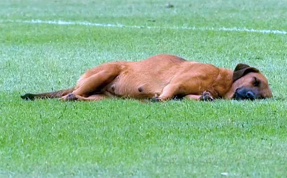 Perro retrasa partido de futbol al quedase dormido en la cancha