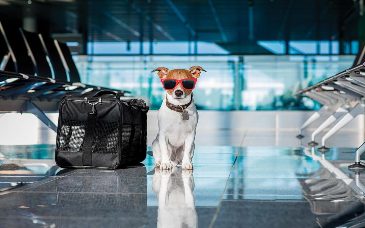 Consejos Para Viajar Con Tu Mascota