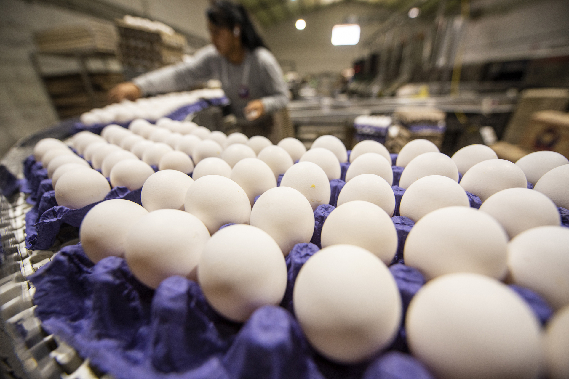 Huevo Se Encarece 40 En Un Año Y Se Vende En Más De 50 Pesos Por Kilo 0622